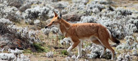Photo of Bale Mountains National Park - 7 Day Tour in Ethiopia
