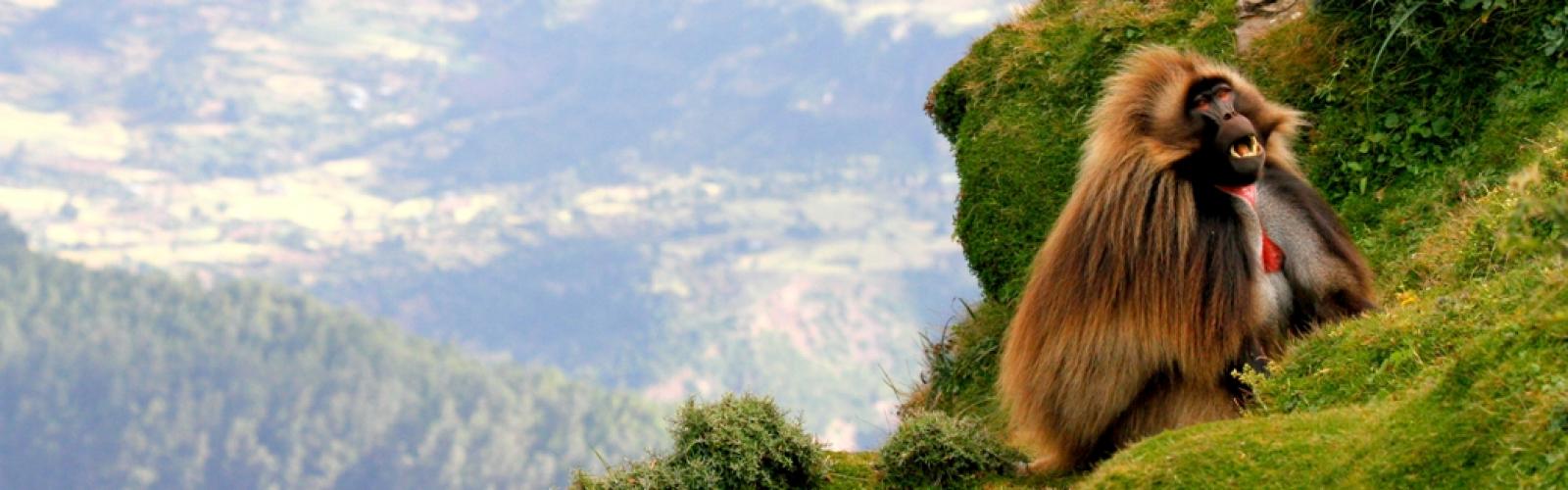 Photo of Nature and Wildlife in Ethiopia