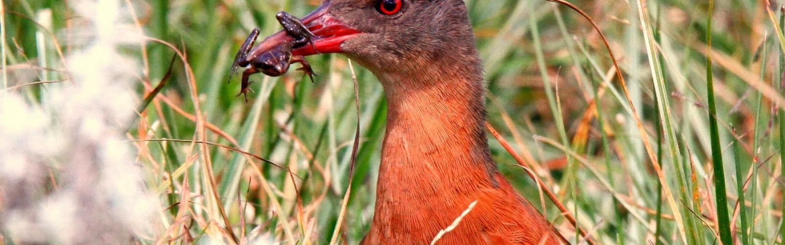 Photo of Birding in Ethiopia